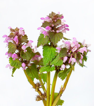Bouquet close-up shot of a healing purple flowers. Medicinal herb flowering plant pink-white...