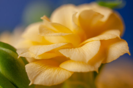 Veronica anemone, tiny yellow flower, wallpaper. Full bloom macro abstract yellow orange flower. Floral sunny background.の写真素材