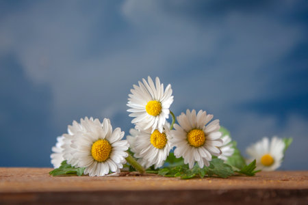 Beautiful bouquet of daisies on sky background. Image, concept. Spring outdoor theme with daisies on a wooden background. Herbal alternative theme for cover or wallpaper.の写真素材