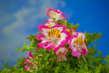 Flowers Schizanthus wisetonensis Blooming balcony or flower bed garden flowers with crimson edges and pistils.の写真素材
