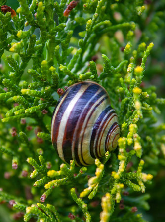A small snail on a green thuja tree. Garden detail of a fresh thuja tree with the shell of a small snail. Background.の写真素材