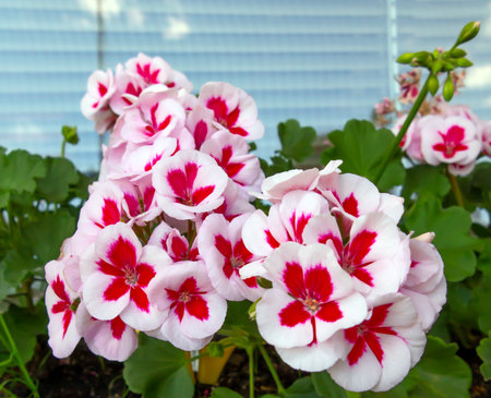 Two-tone white-red geranium flowers, outdoor background with sky reflection. Upright brindled pink-red geranium with a louvered window in the background, on a balcony.の写真素材