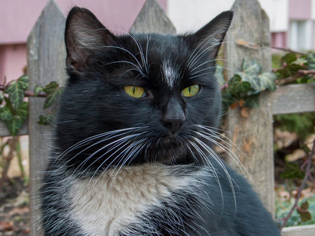 Nice black cat with white bra. Portrait of a black cat with alert yellow eyes sitting outside in the garden.の写真素材