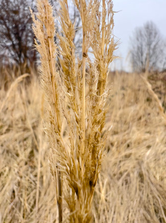 Dry February meadow with straw. Dry wolf grass, detail of a blade of last years grass. February...