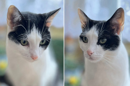 black and white catの写真素材