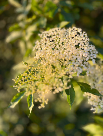 Without black (Sambucus nigra) deciduous shrub. The branched black elder has a wide range of uses in medicine, pharmacy and the food industry. Background.の写真素材