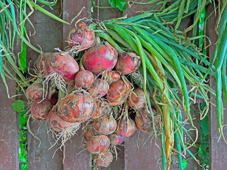 A bunch of red onions on a country fence. Harvesting and drying of ripe crops. Retro style, background.の写真素材