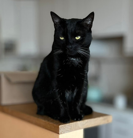Black small cat on the table. Domestic pet sits in the kitchen on a wooden shelf. Animal background.の写真素材
