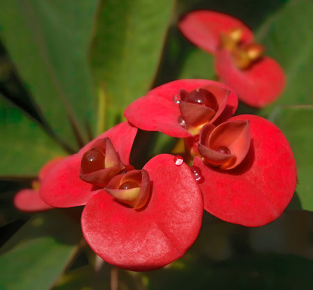 Closeup red flowers of succulent Euphorbia milii. Also called Christ's crown, a plant belonging to the spurge family, Euphorbiaceae native to Madagascar. Macro.の写真素材