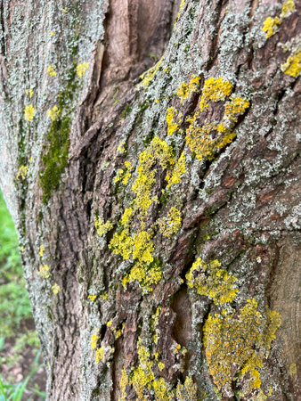 Old tree bark background. Mustard lichen. Tree texture. Green moss, yellow and gray fungus on the brown bark of the trunk.の写真素材