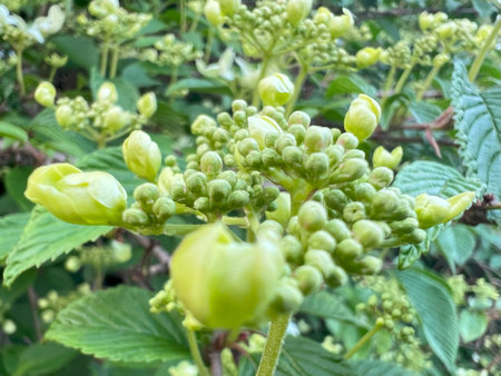 Hydrangea petiolaris flower. Spring closed green buds of the shrub of the aromatic tree hydrangea.