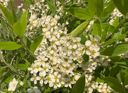 Spring Spiraea cinerea. Blooming Spiraea shrub, medicinal herb and pollen allergen.