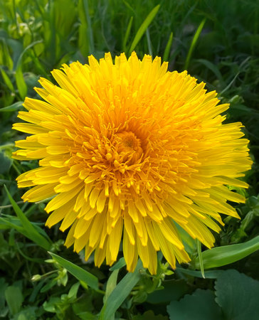 Spring yellow dandelion in the grass. Macro flower in natural meadow environment.の写真素材
