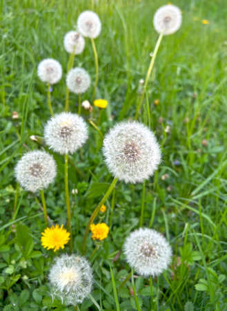 Meadow with dandelions, Taraxaccum officinale. Blooming yellow and white dandelions with seeds in...