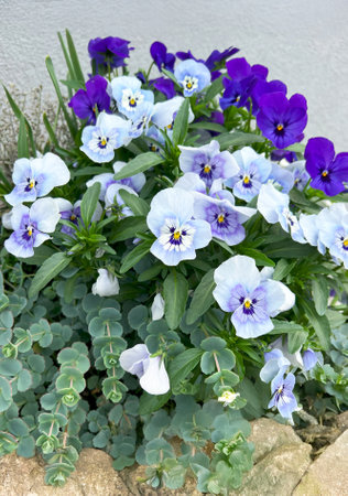 Mixture of pansy flowers with green stonecrop. Planting flower garden bed, spring and summer flowers, plants. Background.の写真素材