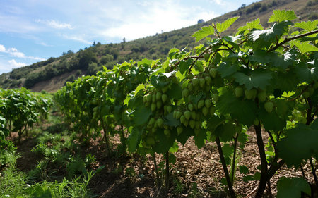 Fruitful plants of ripe hops on a hop field. Summer landscape hillside with row of hop bushes ready for harvest. Background.の写真素材