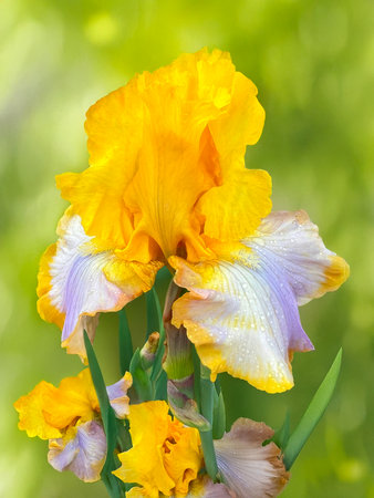 Fresh yellow and white iris in the garden. Large blooming yellow iris flower with drops on a blurred background.の写真素材
