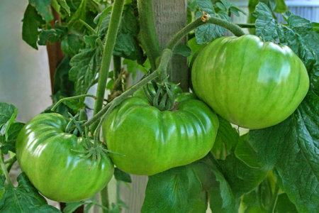 Fresh green tomatoes on the vine. Ripening large growing tomatoes in a home greenhouse. Background with plant fruits, vegetables.の写真素材