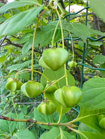 Plukenetia Volubilis-oil Inca Inchi capsules. Light-requiring climbing plant from the spurge family (Euphorbiaceae). Decorative and useful herbs for the cosmetic and food industry.の写真素材