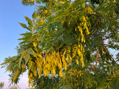 Branches Ash, Fraxinus excelsior L. with a rich panicle of fruits. Decorative tree for cities and parks, grows freely in forests. Panicles of narrow-leaved fruits.の写真素材
