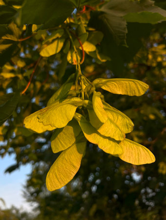 Detail Ash-leaved maple with a panicle of fruits. Acer negundo. A tree with fruits, fast-growing, but short-lived, decorative for cities and parks. Macro.の写真素材