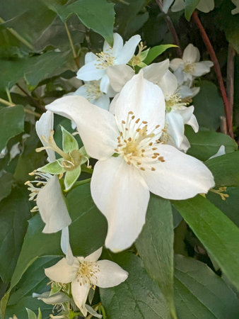 Green leaves with white aromatic jasmine flowers, allergen. Jasmine is a deciduous shrub. An ornamental shrub with June flowers from the hydrangea family, native to Europe. Backgroundの写真素材