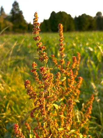 Summer herb Sorrel (Rumex acetosa). Medicinal plant is used in medicine and is a great source for butterflies. Background.の写真素材