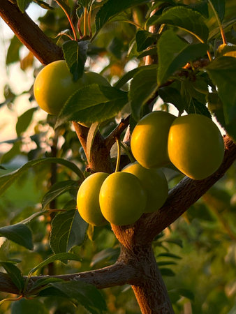 June fruits of Prunus domestica - Ulena. Ripening branch with yellow-fruited mirabelle plums. Fruit tree in early evening light.の写真素材