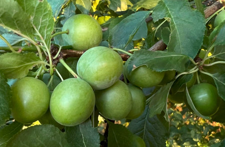 June fruits of mirabelles, Prunus domestica. Ripening branch with yellow-fruited mirabelle plums.の写真素材