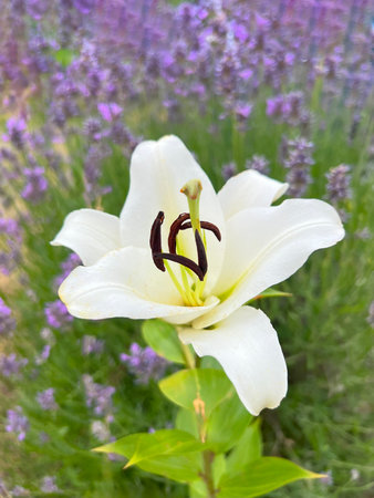 Royal Lily White Flower - Lily SG, on a background of blooming lavender. The white lily is a strong symbol of purity, innocence and a new beginning. The flower is a bulbous plant.の写真素材