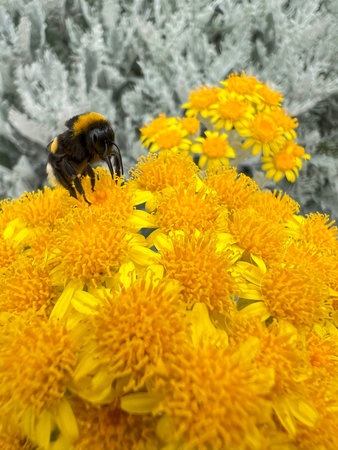 Bumblebee on a yellow flower. Bumblebee insect pollinating a flower, blooming Senecio bicolor in the garden.の写真素材