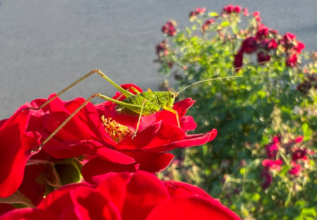 Small green grasshopper in motion. Insect on red miniature roses, background.