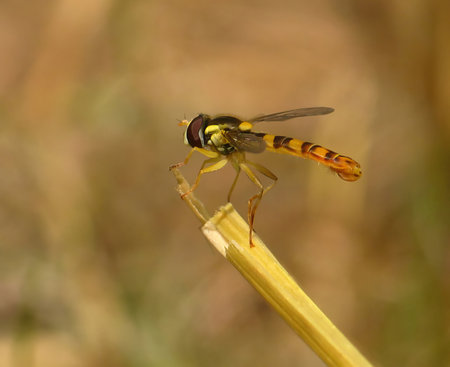 The photo shows a macro of a small wasp from the family Syrphidae, the common buttercup...