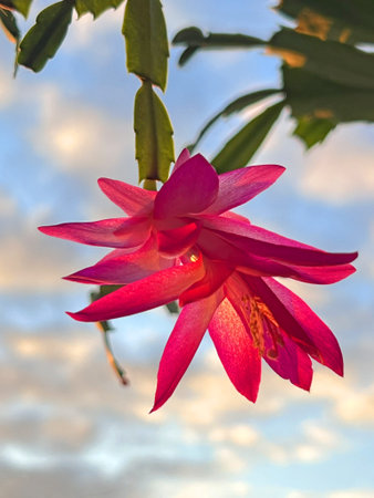 Red cactus flower close up in backlight. Full bloom macro flower of domestic Easter cactus. Background.の写真素材