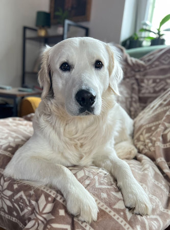 White Retriever Puppy Year Old. Adorable dog lying and sitting in home environment on couch....