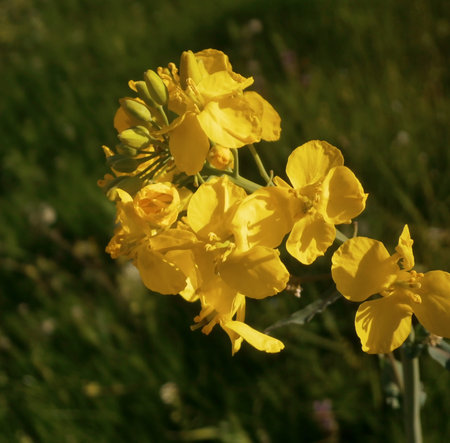 Spring blooming yellow flower. Macro meadow wild plant black rapeseed, mustard, celandine. green...