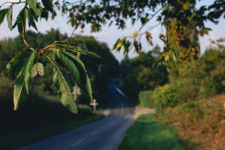 Leaves on a tree are in focus, with a winding countryside road in the backgroundの写真素材