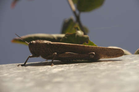 Grasshopper on a wall in the garden. High quality photo