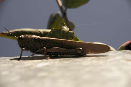 Grasshopper on the wall. Insects in the garden.