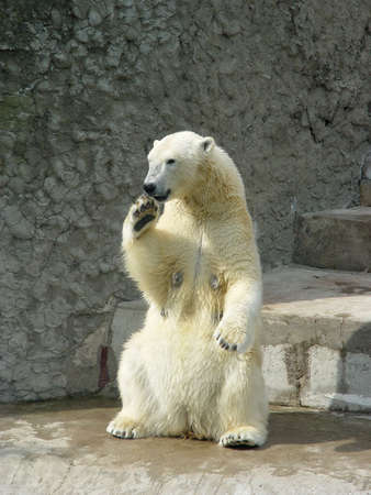 Polar she-bear standing up on the hind legsの写真素材