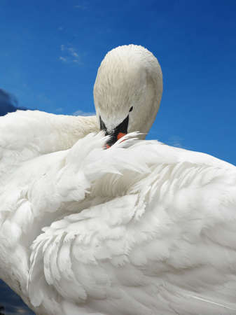 White swan purging ones feathers against the blue sky.の写真素材