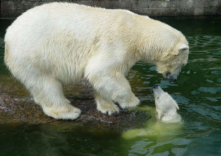 First move of the polar bear cubの写真素材