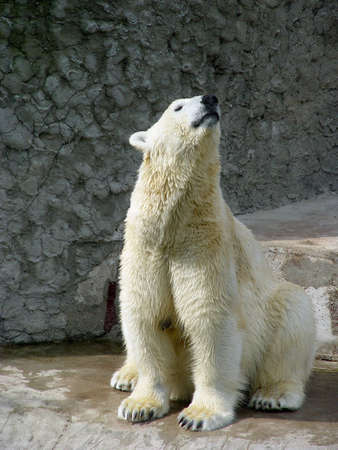 The single polar she-bear    の写真素材