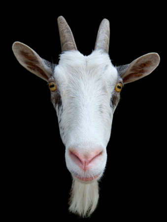 Goats muzzle against the black backgroundの写真素材