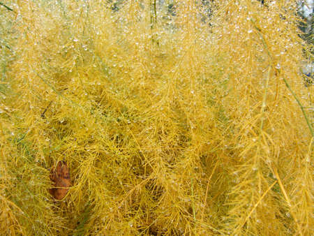 Yellow bush of garden plant in the autumn rainの写真素材