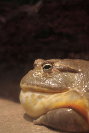 Frog half faceの写真素材