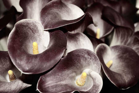 Black flowers close-upの写真素材