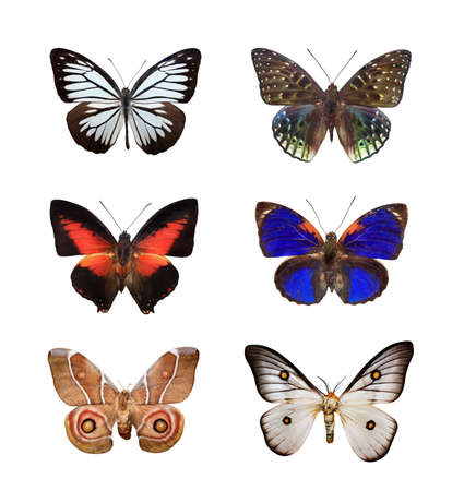 Butterflies on whiteの写真素材