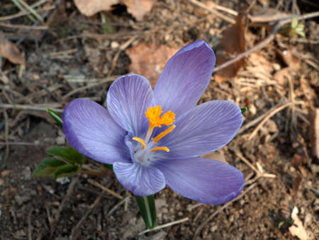 the spring bloom