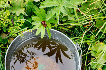 Bucket with rainwater in grassの写真素材